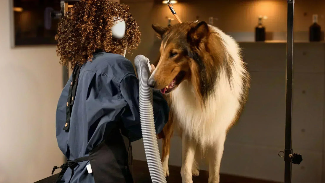 Long-Haired Dog Drying Guide: Why Proper Drying Matters After Every Bath