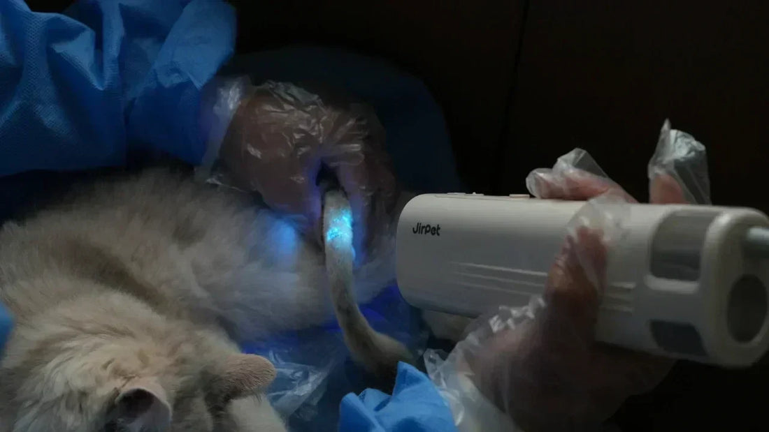 Hands-Free Dog Drying: Why More Groomers Are Adding Neck Dryers to Their Toolkits