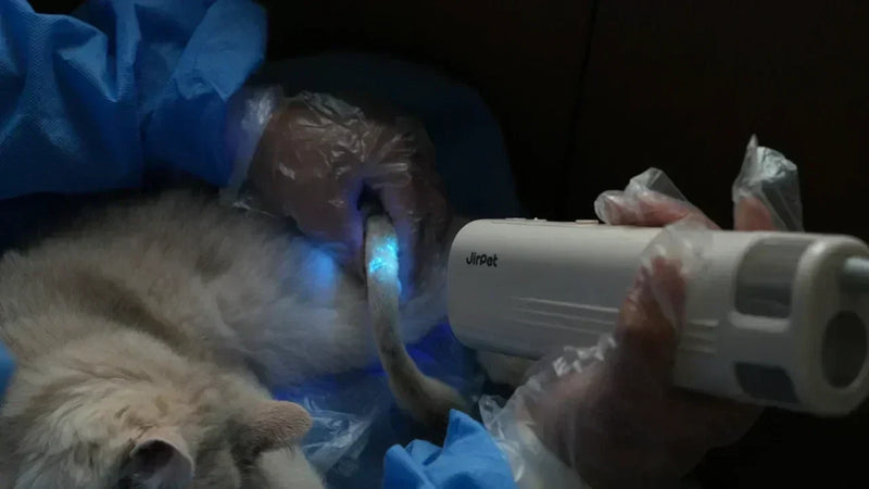 Hands-Free Dog Drying: Why More Groomers Are Adding Neck Dryers to Their Toolkits