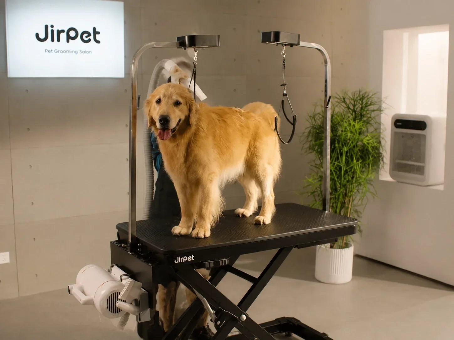 How to Dry a Double-Coated Dog Properly: A Professional Groomer's Guide