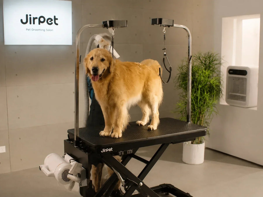 How to Dry a Double-Coated Dog Properly: A Professional Groomer's Guide