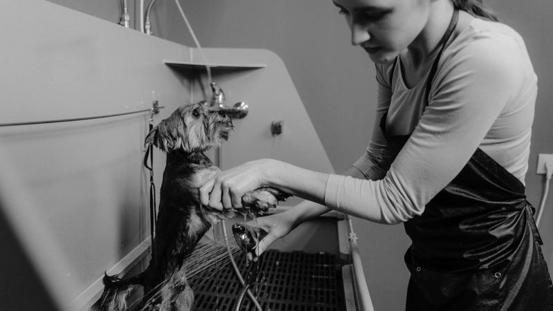 Why Self-Service Dog Washes Are Becoming a Bigger Part of Pet Grooming