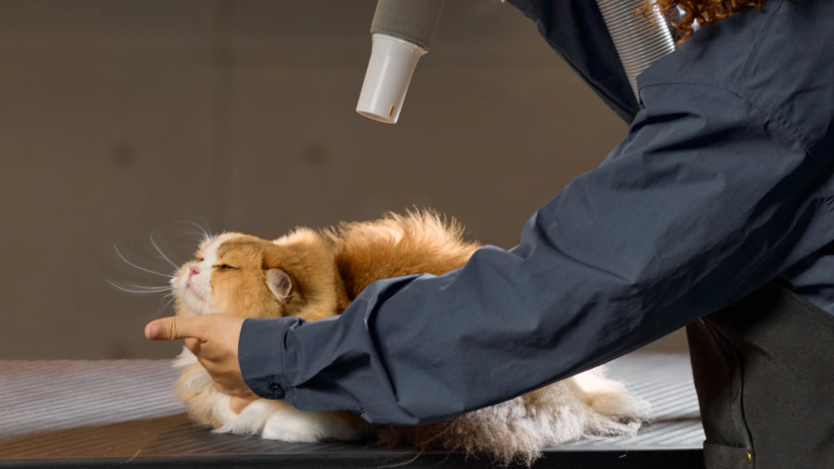 Safe for All Types of Pet