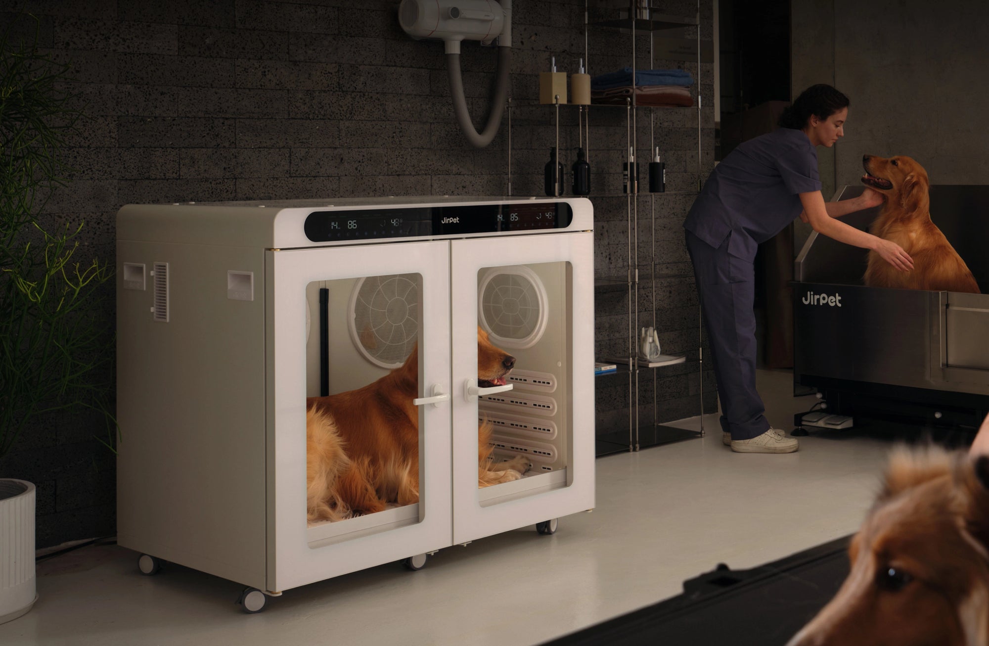 Professional Grooming Workflow with Safe Pet Drying